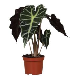 Alocasia Polly
