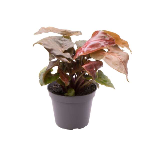 Syngonium Maria - Babyplant
