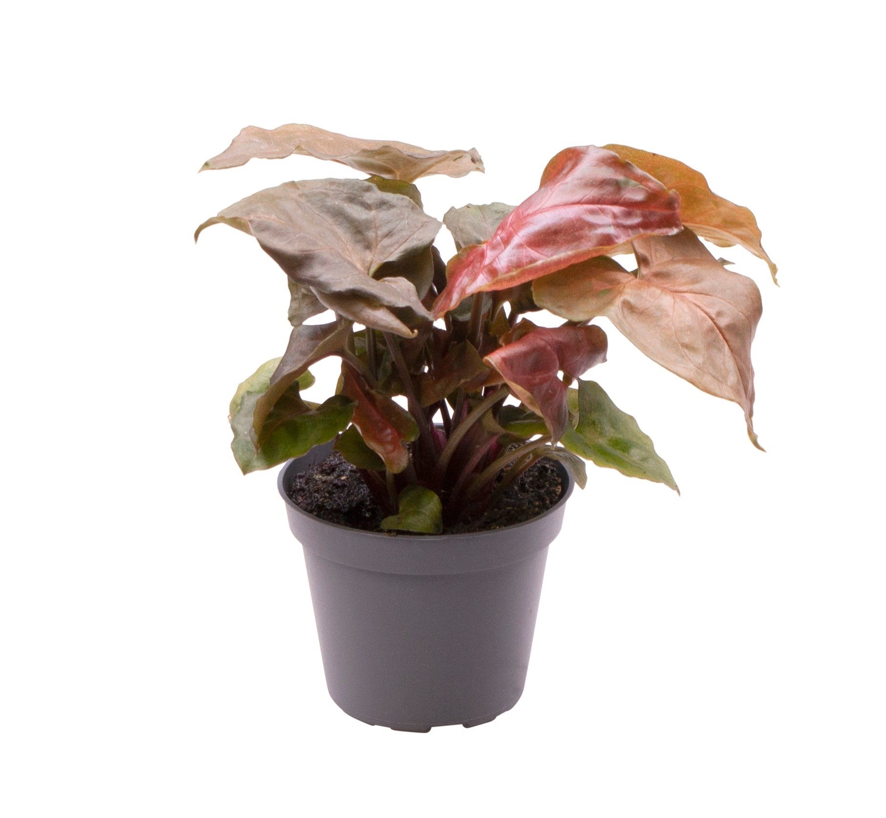 Syngonium Maria - Babyplant