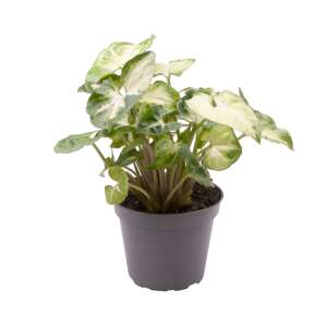 Syngonium Pixie - Babyplant
