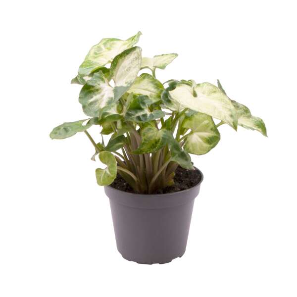 Syngonium Pixie - Babyplant