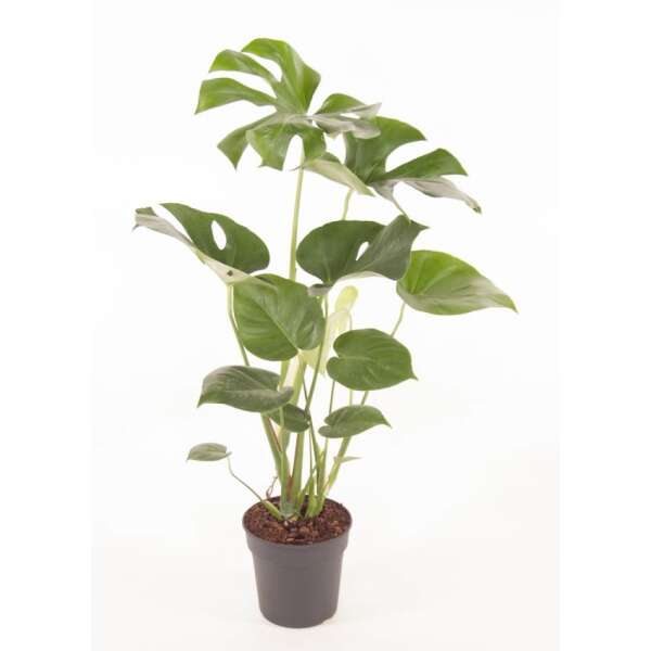 Monstera Deliciosa bush