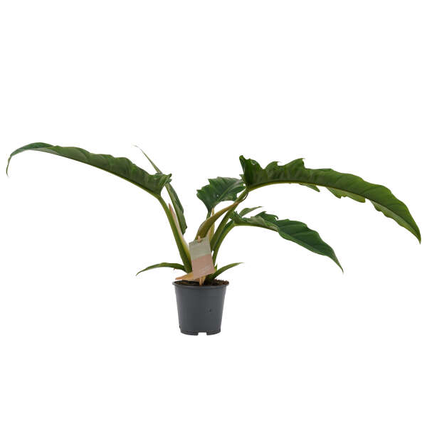 Philodendron Narrow Escape