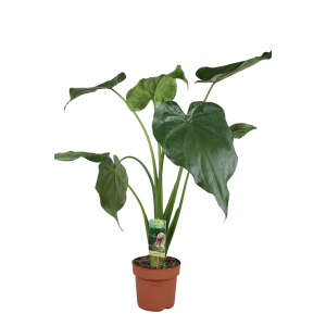 Alocasia Cucullata