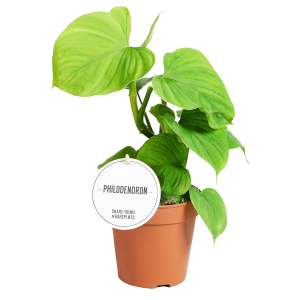 Philodendron Fibraecataphyllum (Peru)