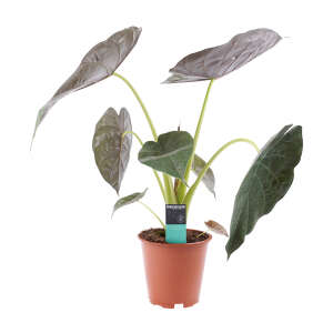 Alocasia Wentii