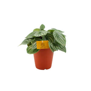 Peperomia Argyreia