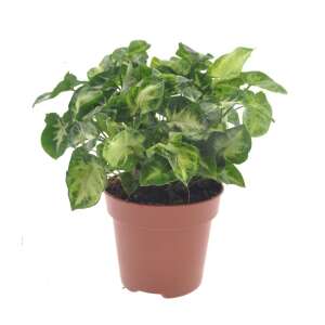 Syngonium 'Pixie'
