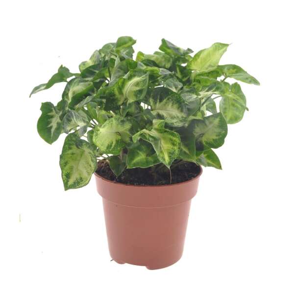 Syngonium 'Pixie'
