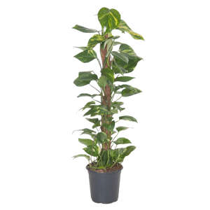 Epipremnum Aureum on a moss pole