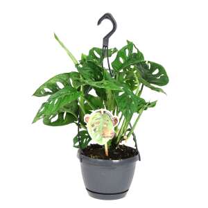 Monstera Adansonii in a hanging pot