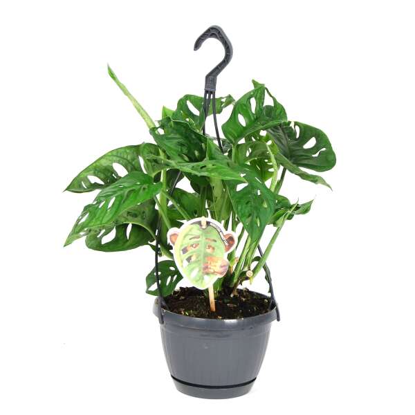 Monstera Adansonii in a hanging pot