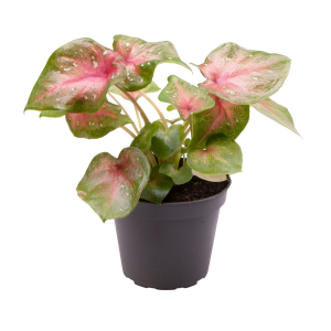 Caladium Casey - Babyplant