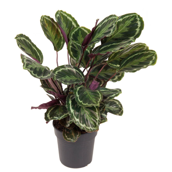 Calathea 'Medallion'