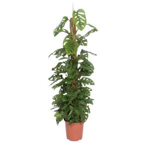 Monstera Adansonii on a 160cm mosspole