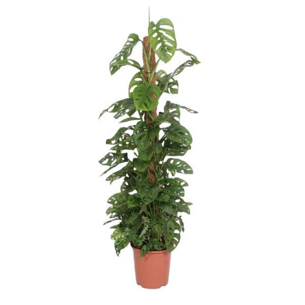 Monstera Adansonii on a 160cm mosspole