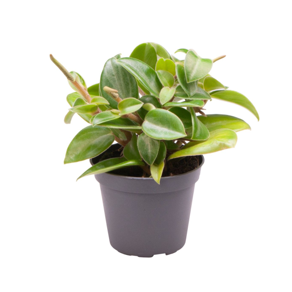 Peperomia 'Pixie' - Babyplant