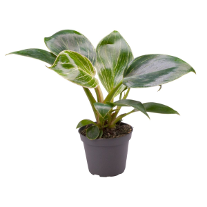 Philodendron Birkin 'White Measure' - Babyplant