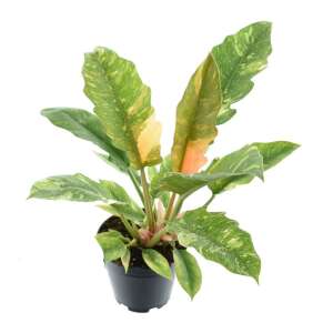 Philodendron 'Ring of Fire'