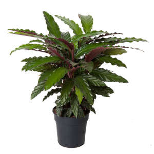 Calathea Wavestar