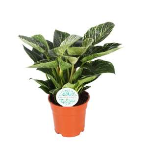 Philodendron 'Birkin'