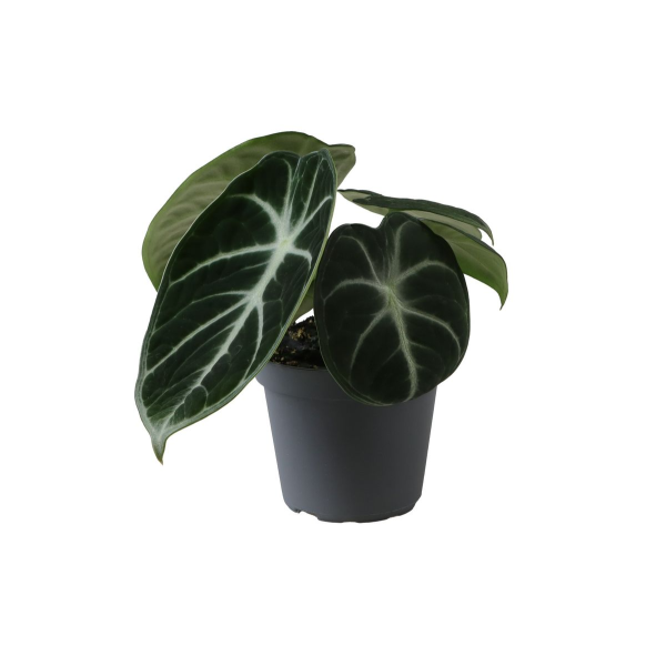 Alocasia Ninja - Babyplant