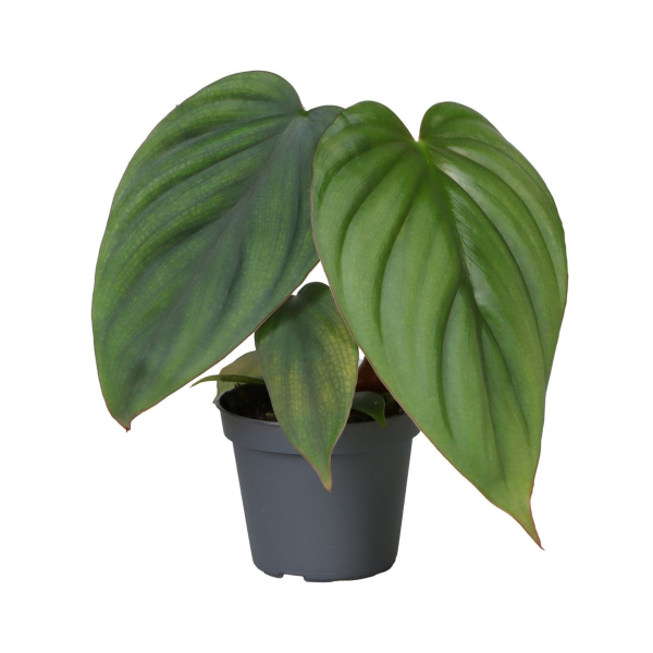 Philodendron Mamei - Babyplant