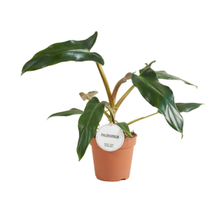 Philodendron Mexicanum