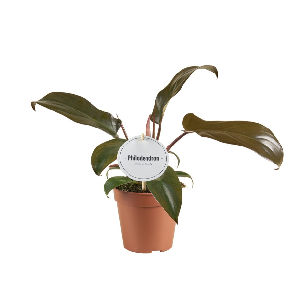 Philodendron Florida Bronze
