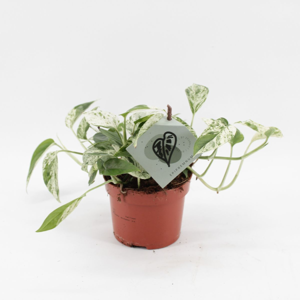 Epipremnum Marble Variegata