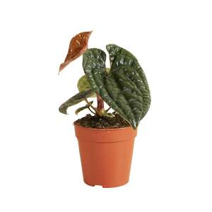 Anthurium Luxurians
