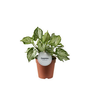 Syngonium Mouse Ears