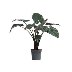 Alocasia Yucatan Princess XXL
