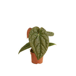 Anthurium Crystallinum x Luxurians