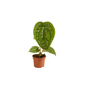 Anthurium Magnificum x Luxurians