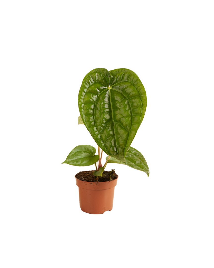 Anthurium Magnificum x Luxurians