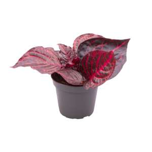 Iresine Herbstii 'Bloodleaf' Babyplant