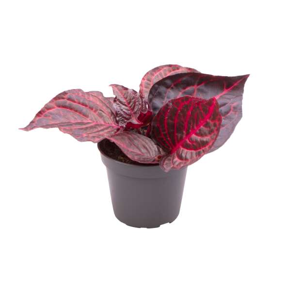 Iresine Herbstii 'Bloodleaf' Babyplant