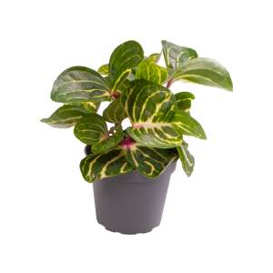 Iresine Herbstii Green Babyplant