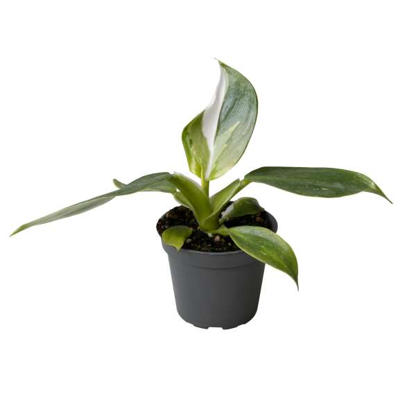 Philodendron White Wizard Babyplant
