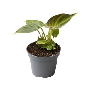 Philodendron Verrucosum Babyplant