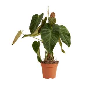 Philodendron Splendid