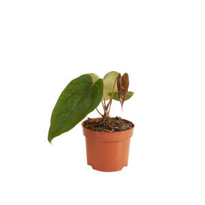 Anthurium Nigrolaminum Gigi x Forgetii