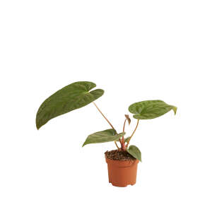 Anthurium Regale x Luxurians
