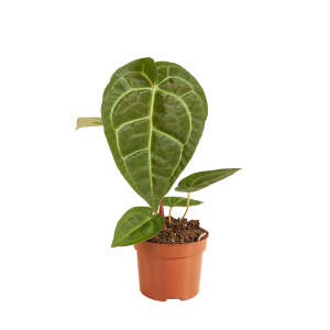 Anthurium Regale x Magnificum