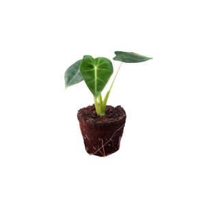 Alocasia Frydek (Plug)