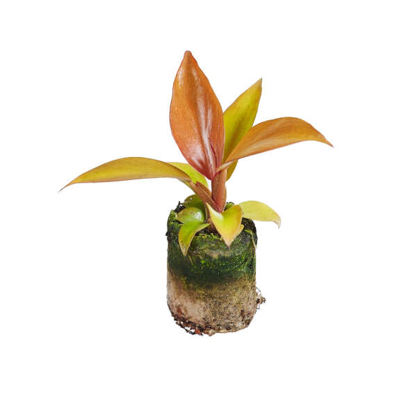 Philodendron McColley's Finale (Plug)