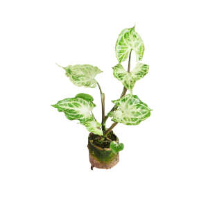 Syngonium Batik (Plug)