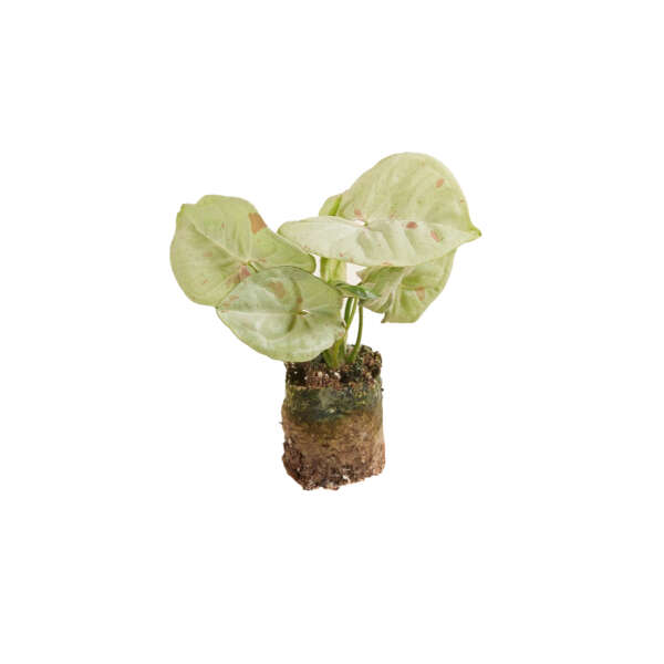 Syngonium Confetti (Plug)