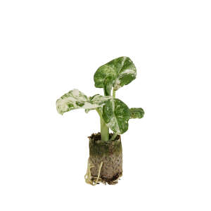Alocasia Macrorrhiza Splash Babyplant (Plug)